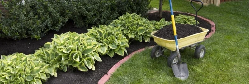 Crew mulching a garden bed lined with hostas