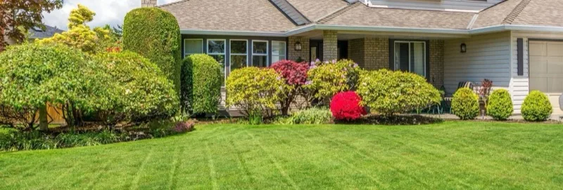 Row of neatly trimmed arborvitae hedges along a driveway