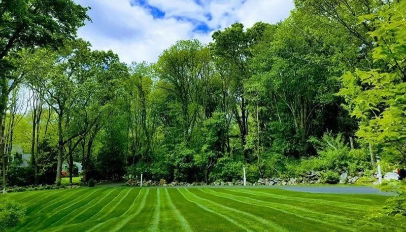 Freshly striped, lush green lawn bordered by mature trees